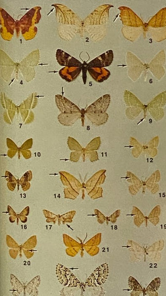 A Field Guide to Moths: Eastern North America (The Peterson Field Guide Series Book 30)