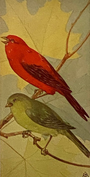 Field Book of Wild Birds and Their Music