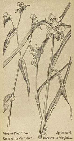 Field Book of American Wild Flowers [Fieldbook, Wildflowers]