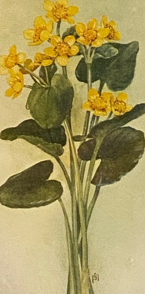 Field Book of American Wild Flowers [Fieldbook, Wildflowers]