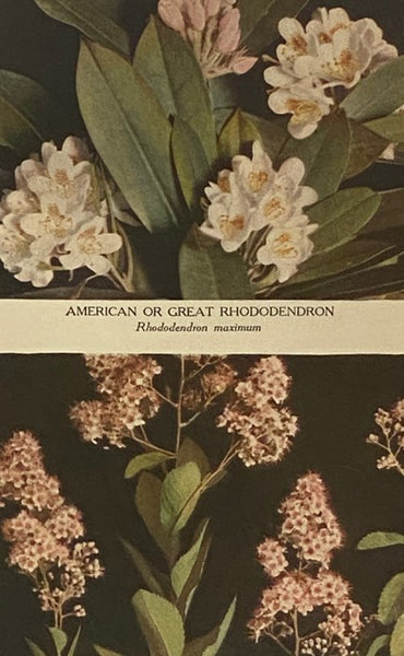 The Burgess Flower Book for Children