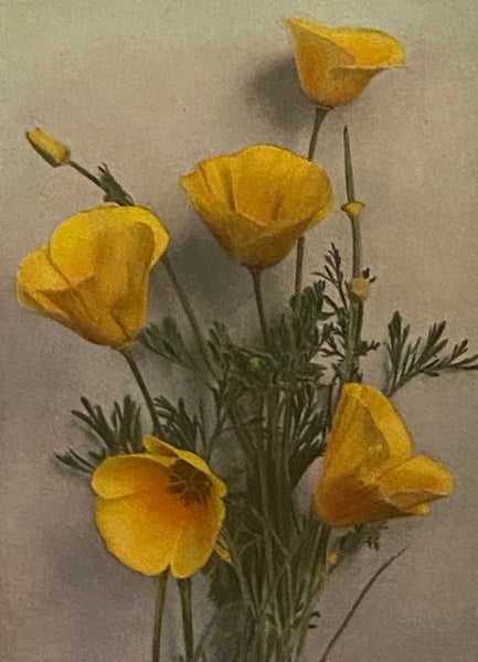 The Burgess Flower Book for Children