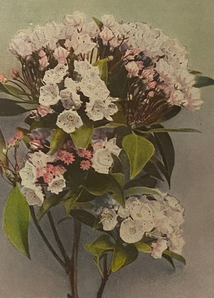The Burgess Flower Book for Children