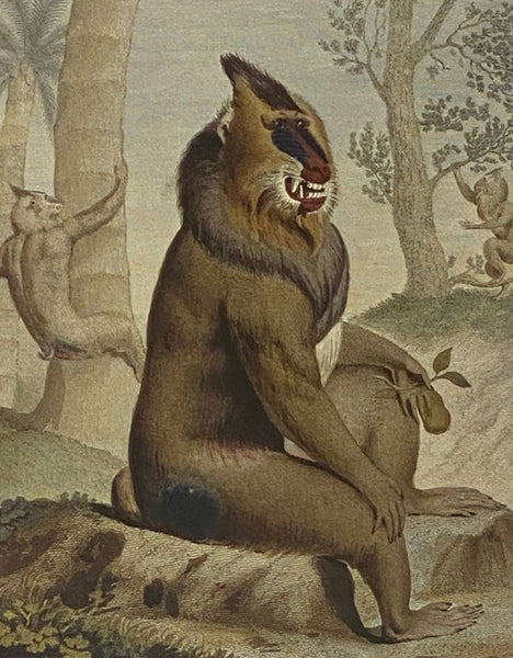 The Descent of Man and Selection in Relation to Sex (The Folio Society)