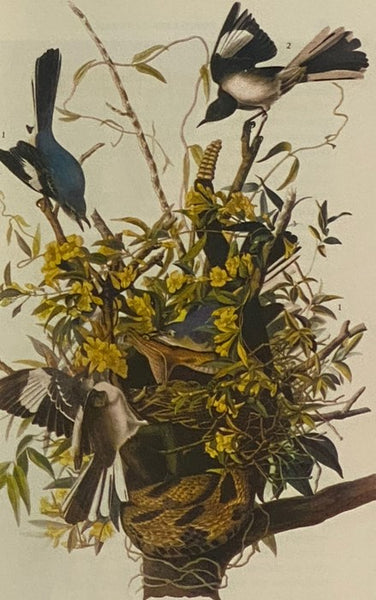 On the Origin of Species by Means of Natural Selection; or, The Preservation of Favoured Races in the Struggle for Life (The Folio Society)