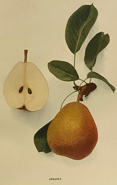 The Pears of New York (Report of the New York Agricultural Experiment Station for the Year 1921, Volume II) (State of New York - Department of Agriculture Twenty-Ninth Annual Report, Vol. 2, Part II)