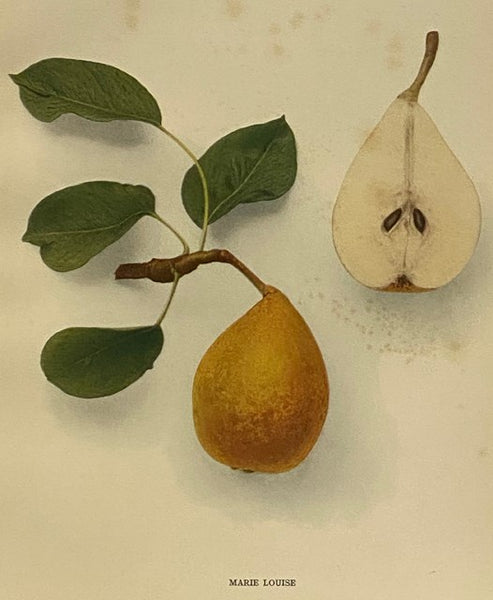The Pears of New York (Report of the New York Agricultural Experiment Station for the Year 1921, Volume II) (State of New York - Department of Agriculture Twenty-Ninth Annual Report, Vol. 2, Part II)