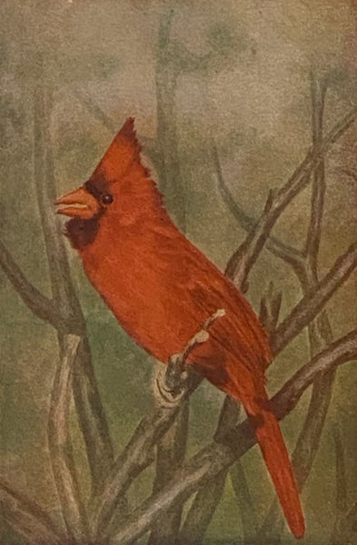 The Song of the Cardinal (New and Revised Edition)