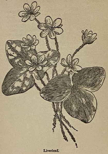 Who's Who Among the Wild Flowers and Ferns [Wildflowers]