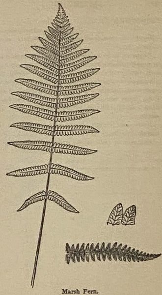 Who's Who Among the Wild Flowers and Ferns [Wildflowers]