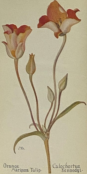 Field Book Western Wild Flowers [Fieldbook, Wildflowers]