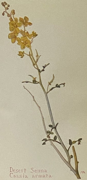 Field Book Western Wild Flowers [Fieldbook, Wildflowers]