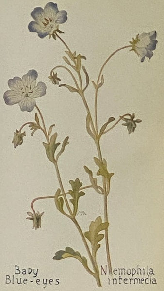 Field Book Western Wild Flowers [Fieldbook, Wildflowers]