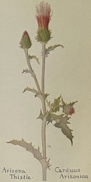 Field Book Western Wild Flowers [Fieldbook, Wildflowers]