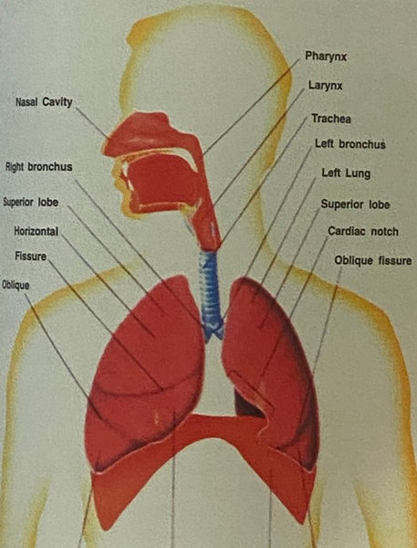 Mudras and Health Perspectives: An Indian Approach - 12 New Mudras Including Kubera and Prajna Mudras