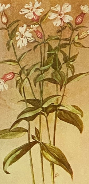 Field Book of American Wild Flowers [Fieldbook, Wildflowers]