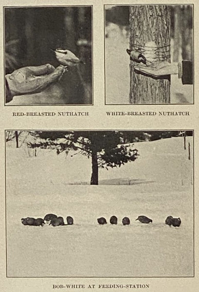 Methods of Attracting Birds, with Illustrations