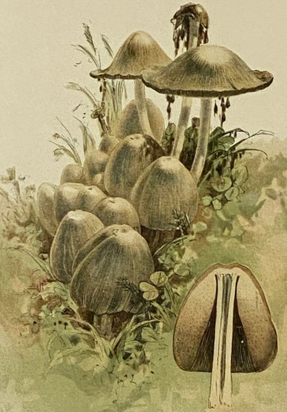Our Edible Toadstools and Mushrooms and How to Distinguish Them: A Selection of Thirty Native Food Varieties Easily Recognizable by Their Marked Individualities, with Simple Rules for the Identification of Poisonous Species