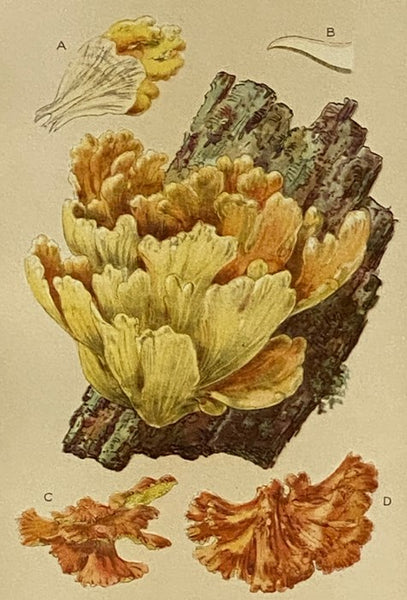 Our Edible Toadstools and Mushrooms and How to Distinguish Them: A Selection of Thirty Native Food Varieties Easily Recognizable by Their Marked Individualities, with Simple Rules for the Identification of Poisonous Species