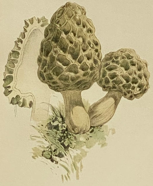 Our Edible Toadstools and Mushrooms and How to Distinguish Them: A Selection of Thirty Native Food Varieties Easily Recognizable by Their Marked Individualities, with Simple Rules for the Identification of Poisonous Species