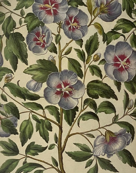 Botanical Prints from the Hortus Eystettensis: Selections from the Most Beautiful Botanical Book in the World, with Scientific Commentaries