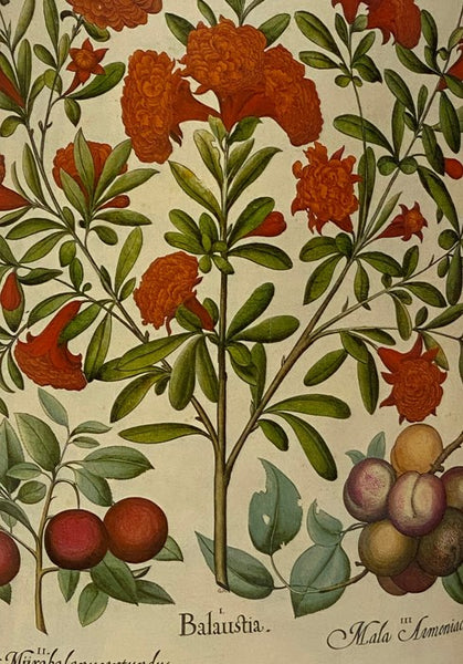Botanical Prints from the Hortus Eystettensis: Selections from the Most Beautiful Botanical Book in the World, with Scientific Commentaries