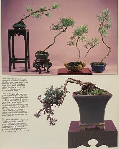 Bonsai: The Art of Growing and Keeping Miniature Trees
