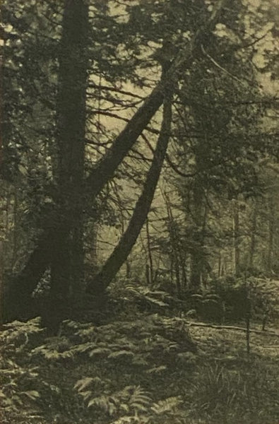 The Maine Woods