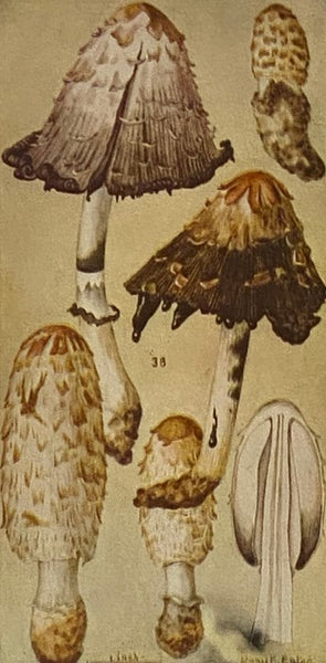 Field Book of Common Mushrooms, with a Key to Identification of the Gilled Mushrooms and Directions for Cooking Those That Are Edible (Putnam's Nature Field Books)