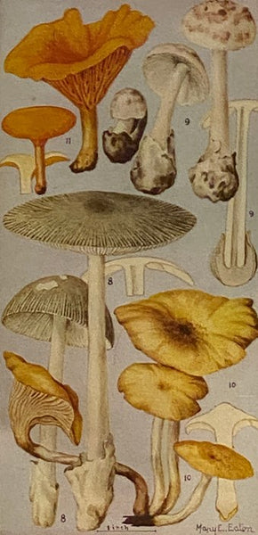 Field Book of Common Mushrooms, with a Key to Identification of the Gilled Mushrooms and Directions for Cooking Those That Are Edible (Putnam's Nature Field Books)