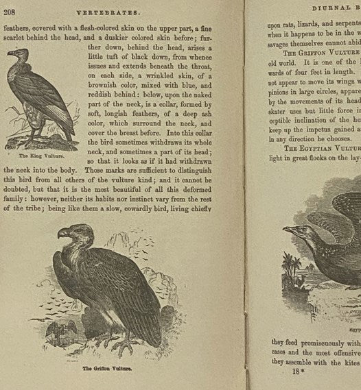Illustrated Natural History: Comprising Descriptions of Animals, Birds, Fishes, Reptiles, Insects, Etc., with Sketches of Their Peculiar Habits and Characteristics. (New Edition.)