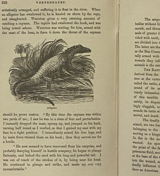 Illustrated Natural History: Comprising Descriptions of Animals, Birds, Fishes, Reptiles, Insects, Etc., with Sketches of Their Peculiar Habits and Characteristics. (New Edition.)