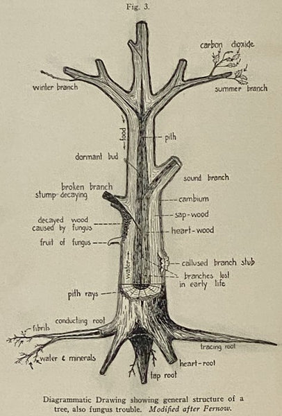 The Davey Institute of Tree Surgery Instruction Books One, Two, Three, Four, Five, and Six with Examination Questions: Trees as Living Bodies; Tree Structures; Tree Activities; Agencies Which Destroy Trees; Correct Tree Pruning; Principles of Cavity Trea…
