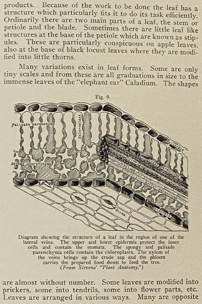 The Davey Institute of Tree Surgery Instruction Books One, Two, Three, Four, Five, and Six with Examination Questions: Trees as Living Bodies; Tree Structures; Tree Activities; Agencies Which Destroy Trees; Correct Tree Pruning; Principles of Cavity Trea…