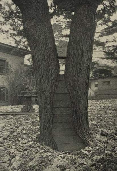 The Davey Institute of Tree Surgery Instruction Books One, Two, Three, Four, Five, and Six with Examination Questions: Trees as Living Bodies; Tree Structures; Tree Activities; Agencies Which Destroy Trees; Correct Tree Pruning; Principles of Cavity Trea…