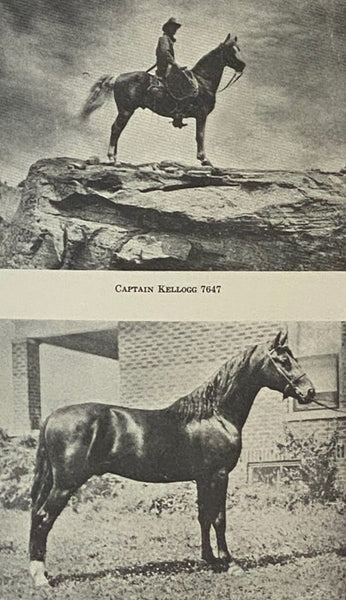American Morgan Horse Register Volume V [5]: Stallions 7200-8099, Mares and Geldings 04000-05199