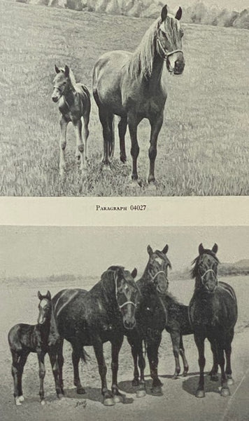 American Morgan Horse Register Volume VI [6]: Stallions 8100-9499, Mares and Geldings 05200-06999