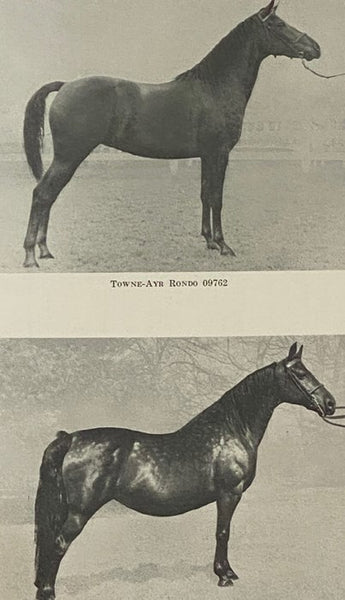 American Morgan Horse Register Volume VIII [8]: Stallions 11300-12599, Mares and Geldings 09100-010799