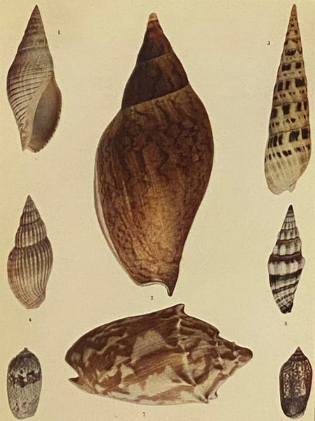 The Shell Book: A Popular Guide to a Knowledge of the Families of Living Mollusks, and an Aid to the Identification of Shells Native and Foreign