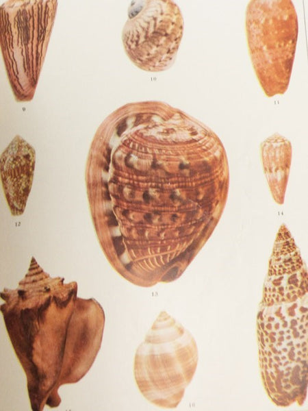 The Shell Book: A Popular Guide to a Knowledge of the Families of Living Mollusks, and an Aid to the Identification of Shells Native and Foreign