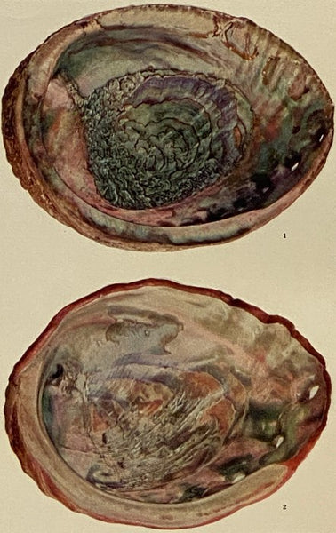 The Shell Book: A Popular Guide to a Knowledge of the Families of Living Mollusks, and an Aid to the Identification of Shells Native and Foreign