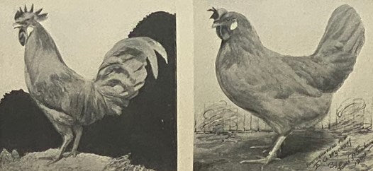 American Poultry Culture: A Complete Hand Book of Practical and Profitable Poultry Keeping for the Great Army of Beginners and Small Breeders [Handbook]