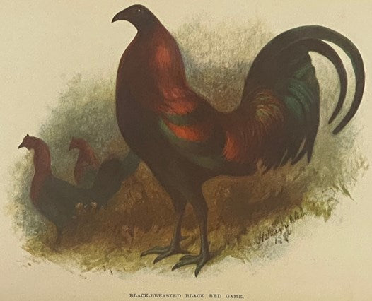 The Poultry Book, in Three Volumes