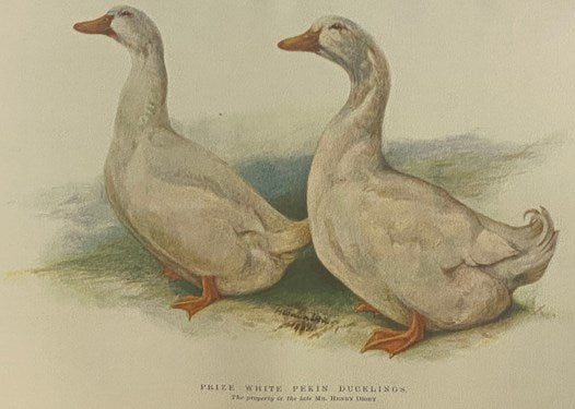 The Poultry Book, in Three Volumes