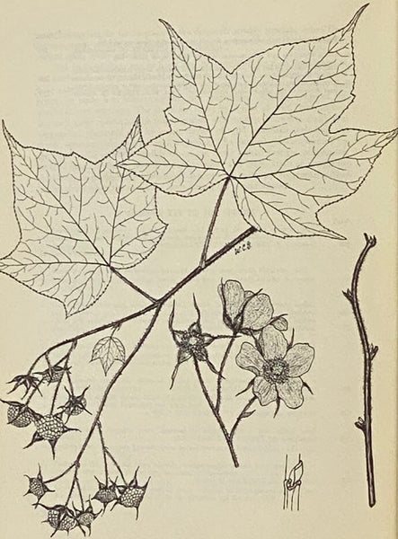 The Book of Shrubs
