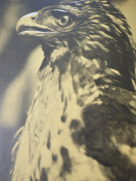 Birds of the Bible, with Complete Illustration