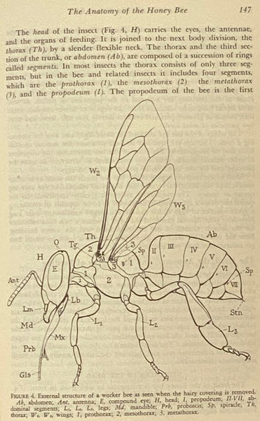 The Hive and the Honey Bee