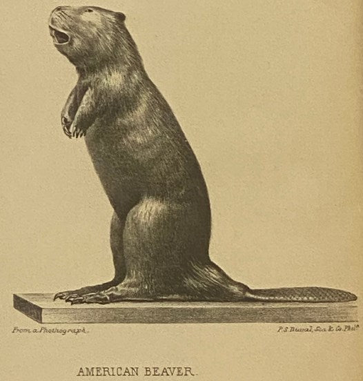 The American Beaver and His Works.