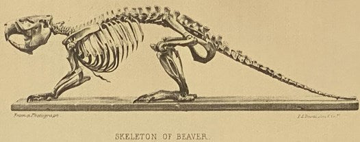The American Beaver and His Works.