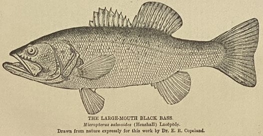 Book of the Black Bass